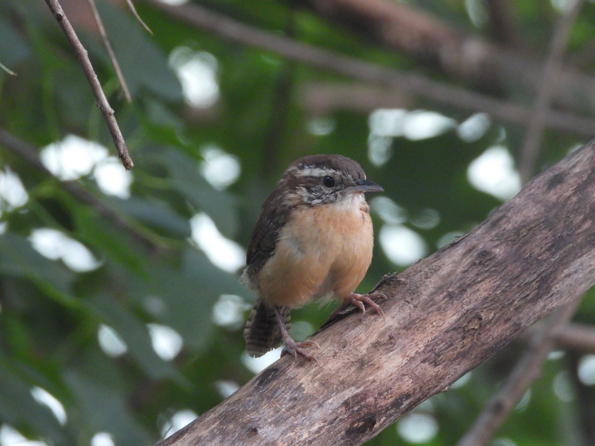 Carolina Wren - ML644036898