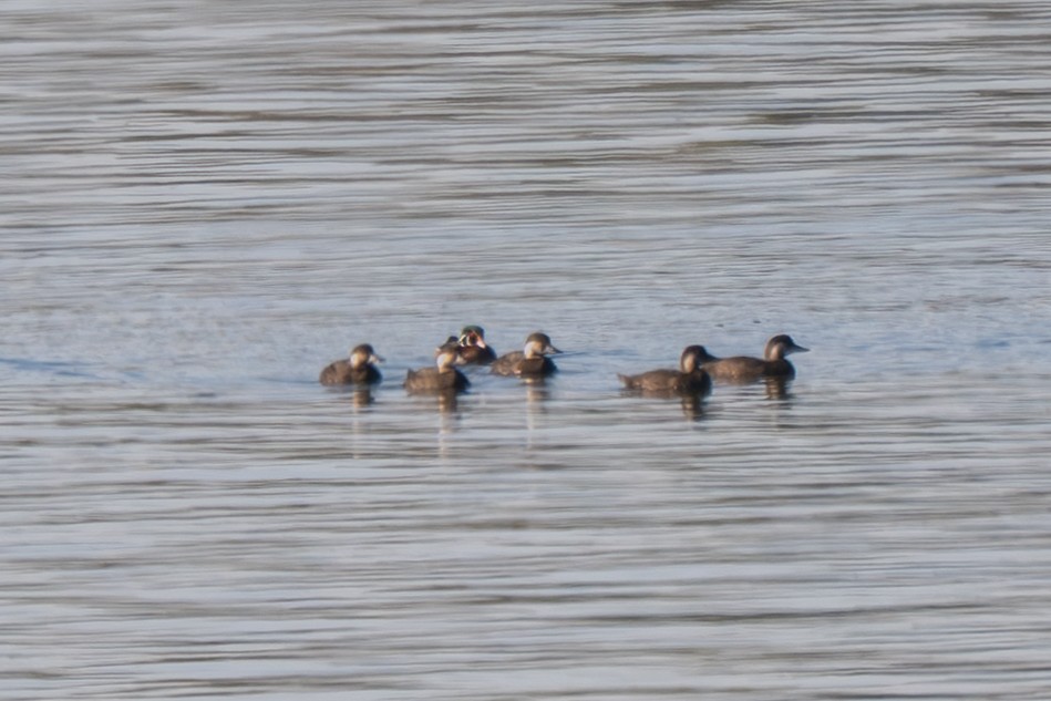 Black Scoter - ML644036929