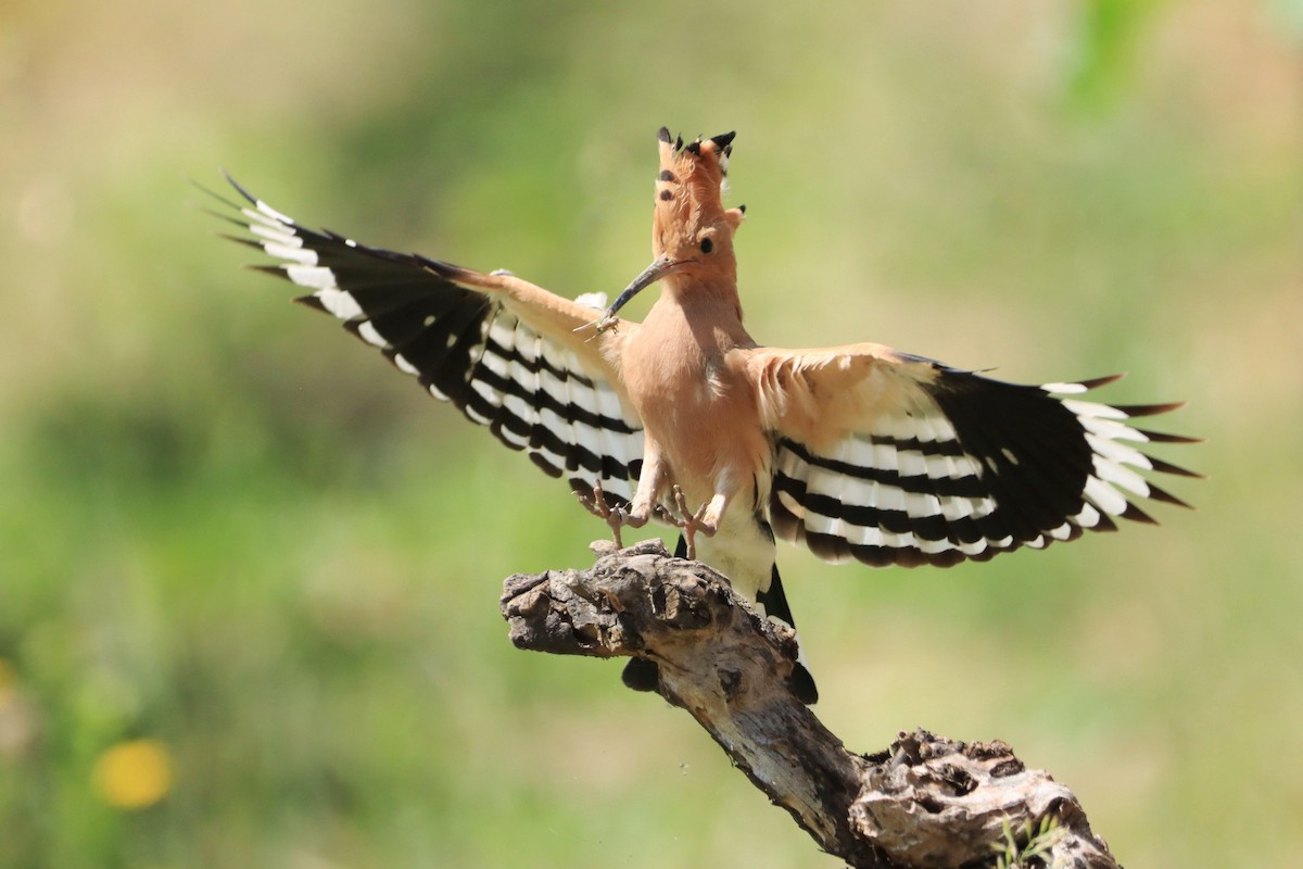 Eurasian Hoopoe - ML644036930
