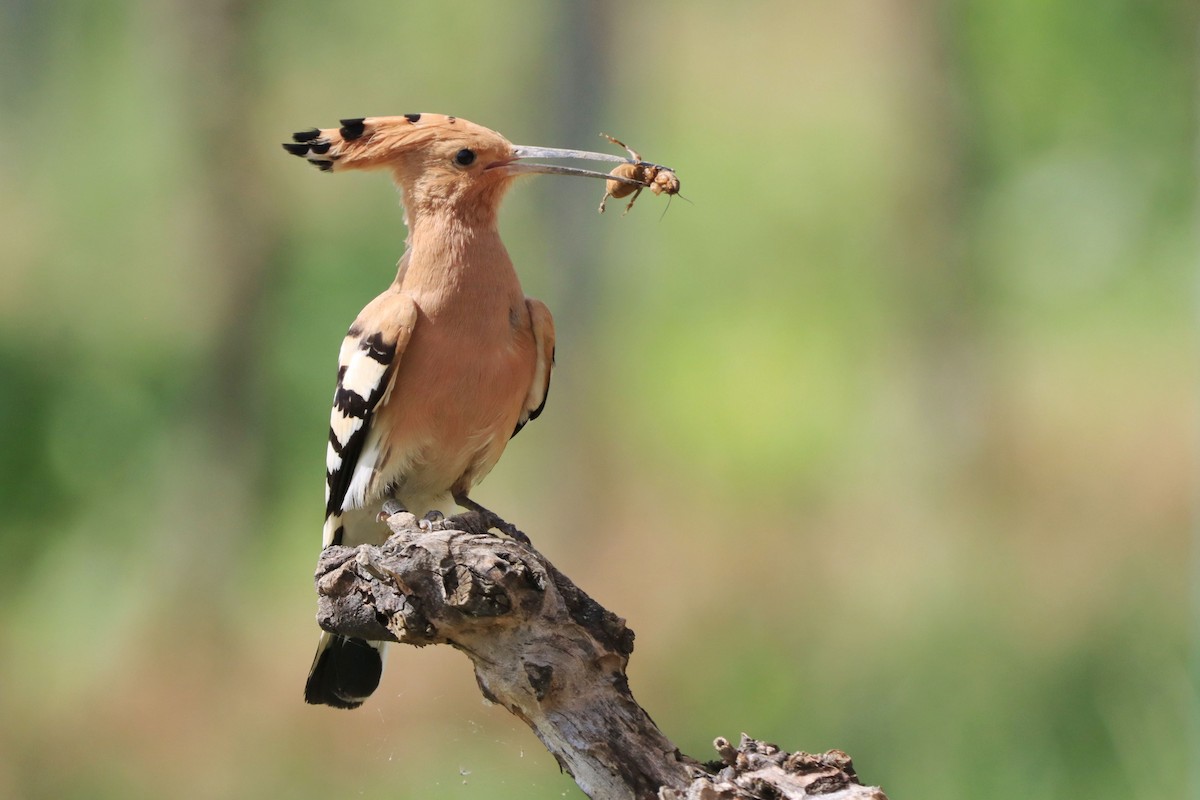 Eurasian Hoopoe - ML644036931