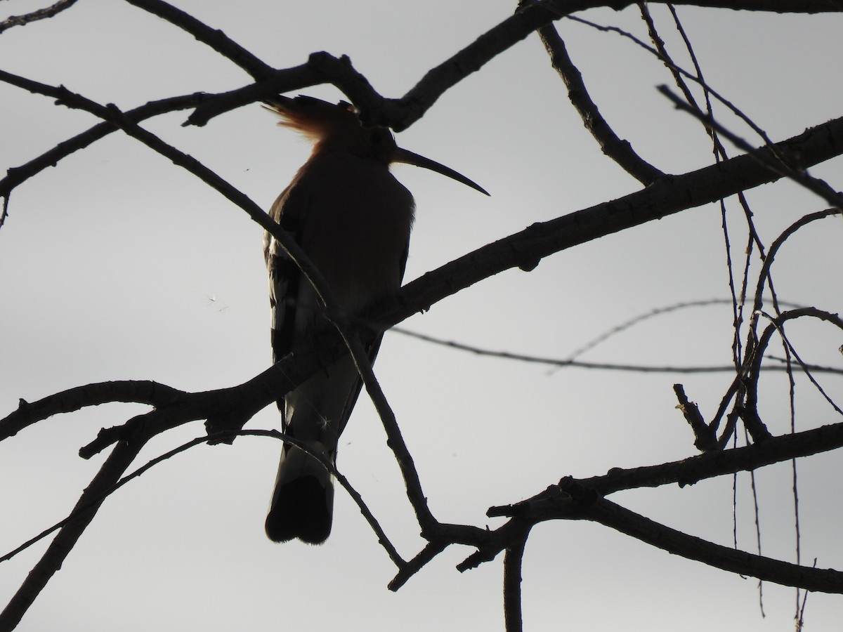 Eurasian Hoopoe - ML644036945