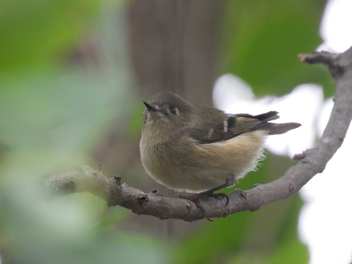 Ruby-crowned Kinglet - ML644036951