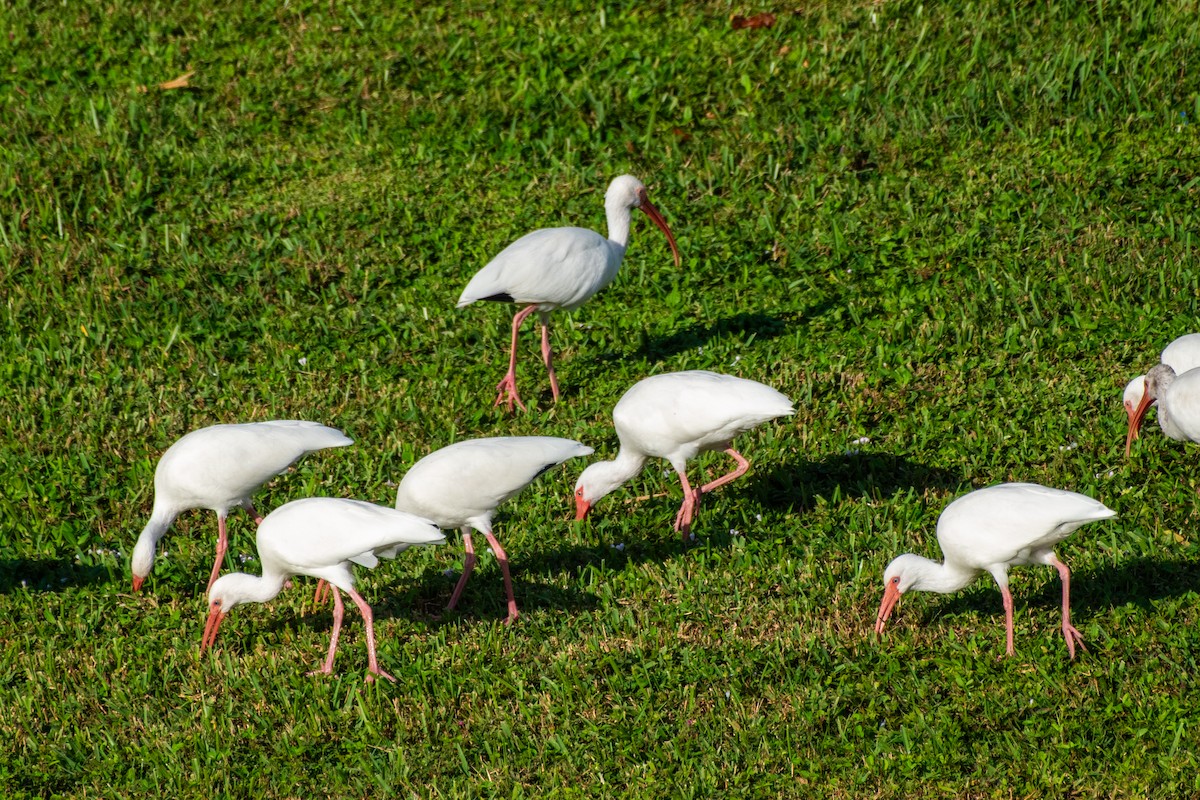 Ibis Blanco - ML644036959