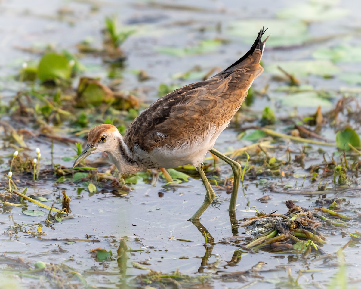 Pheasant-tailed Jacana - ML644036967