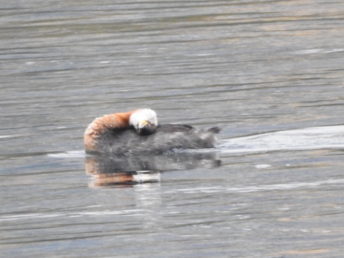 Red-necked Grebe - ML644036969