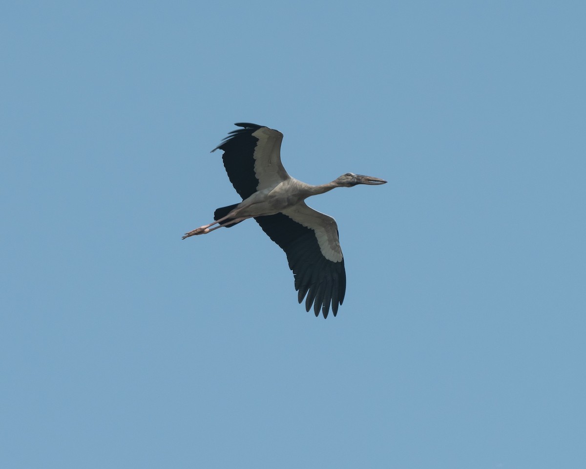 Asian Openbill - ML644036980