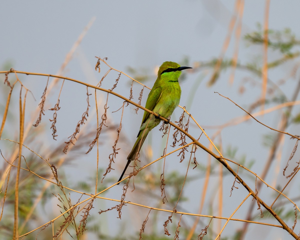 Asian Green Bee-eater - ML644036991