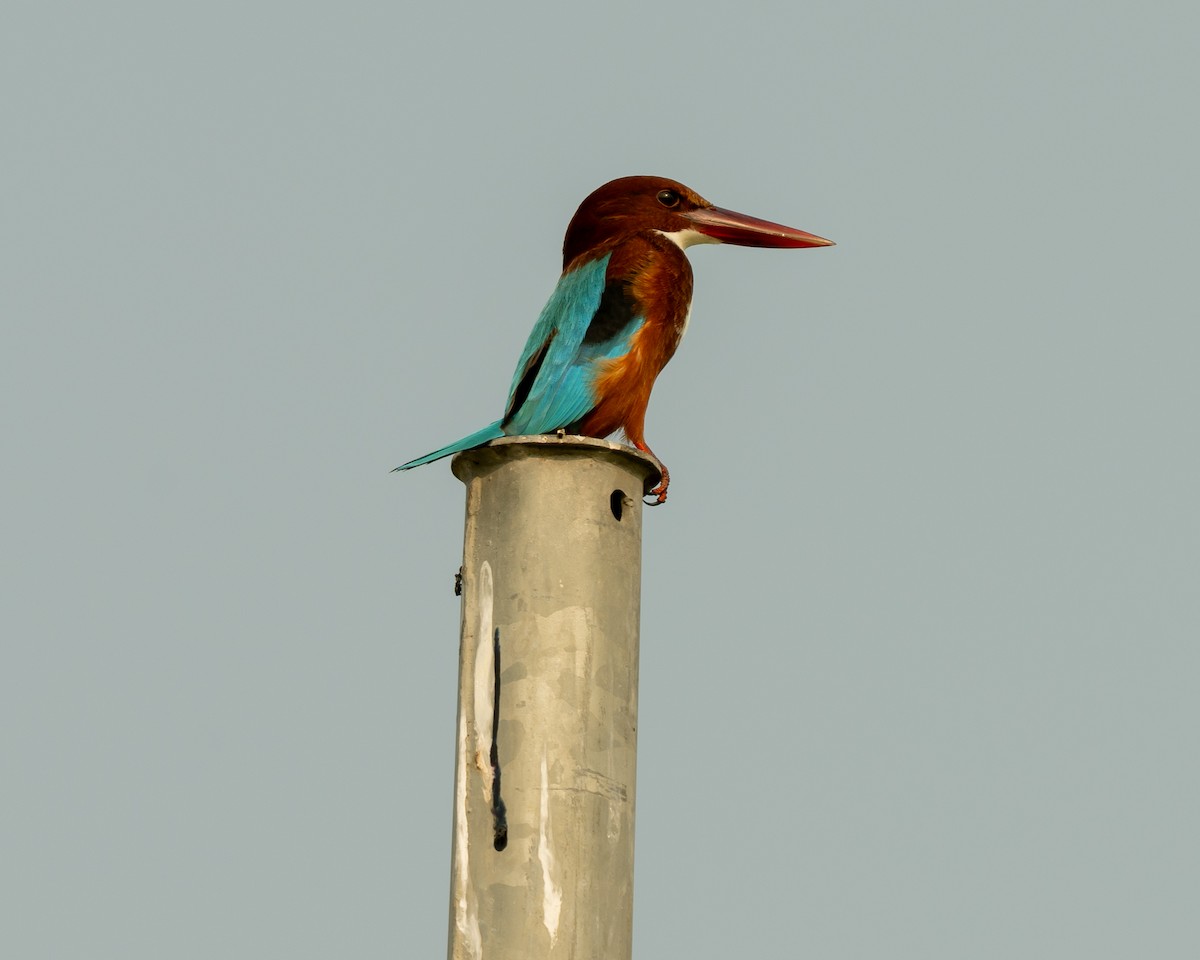 White-throated Kingfisher - ML644036995