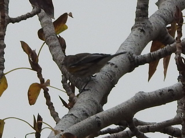 Yellow-rumped Warbler - ML644037003