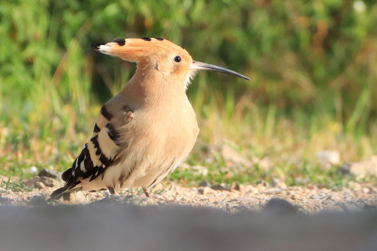 Eurasian Hoopoe - ML644037033