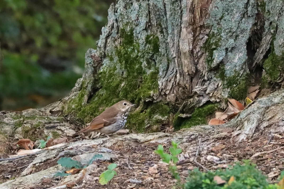 チャイロコツグミ - ML644037043