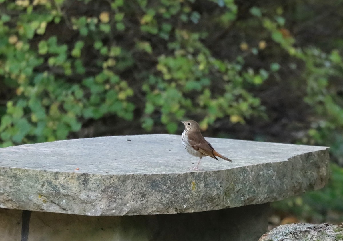 チャイロコツグミ - ML644037044