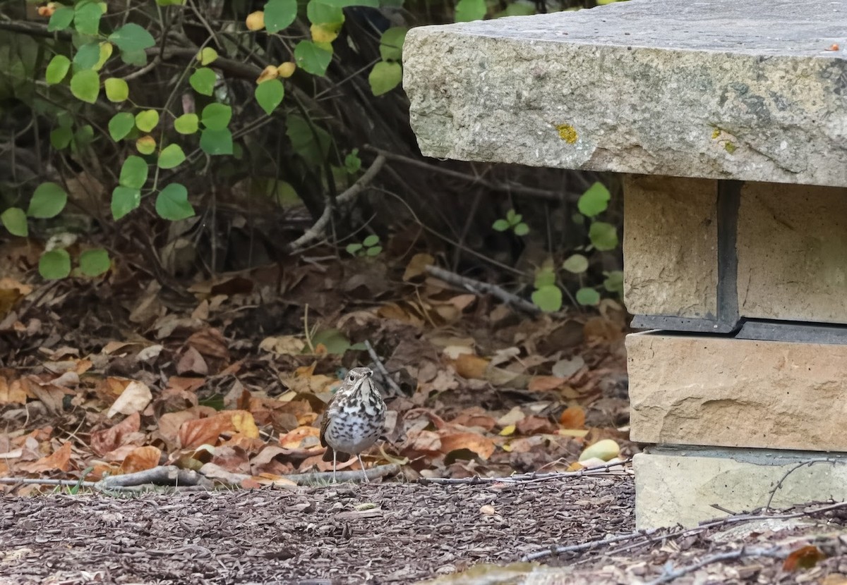 チャイロコツグミ - ML644037045