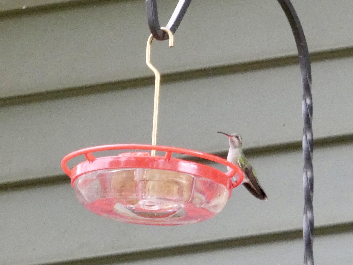 Broad-billed Hummingbird - ML644037046