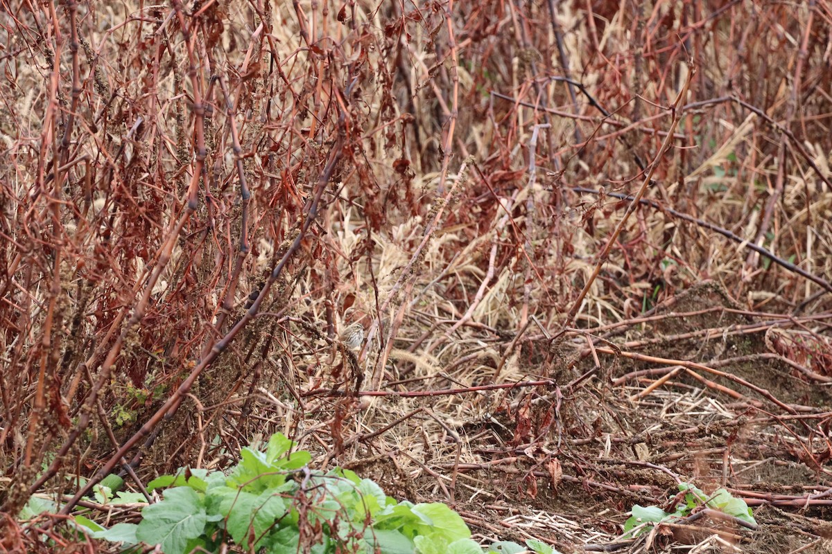 サバンナシトド - ML644037059