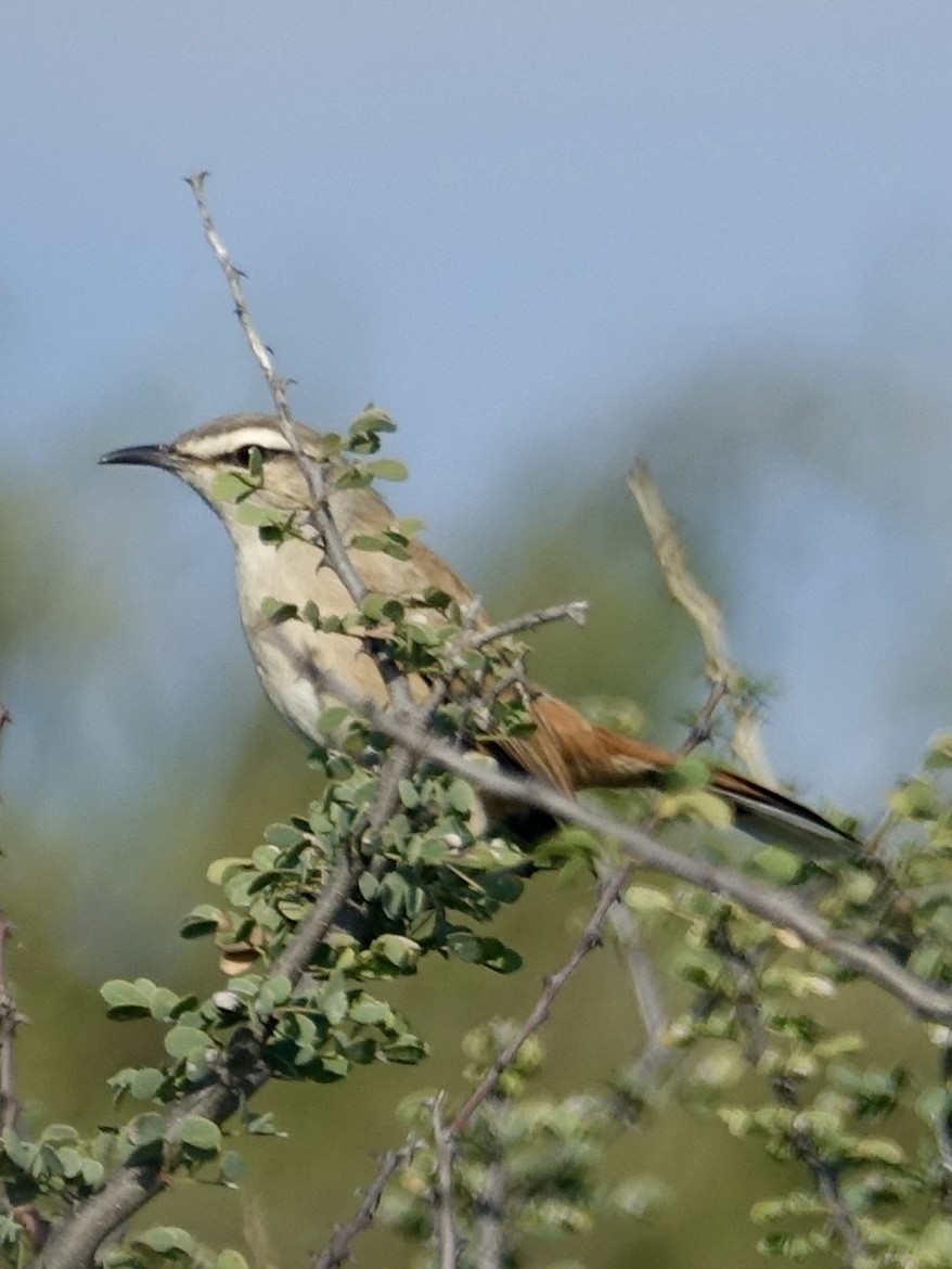 Kalahari Scrub-Robin - ML644037062