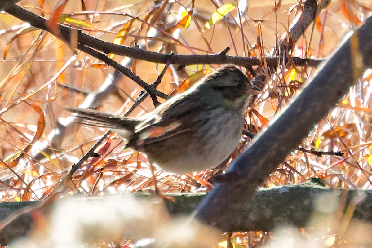 Swamp Sparrow - ML644037100