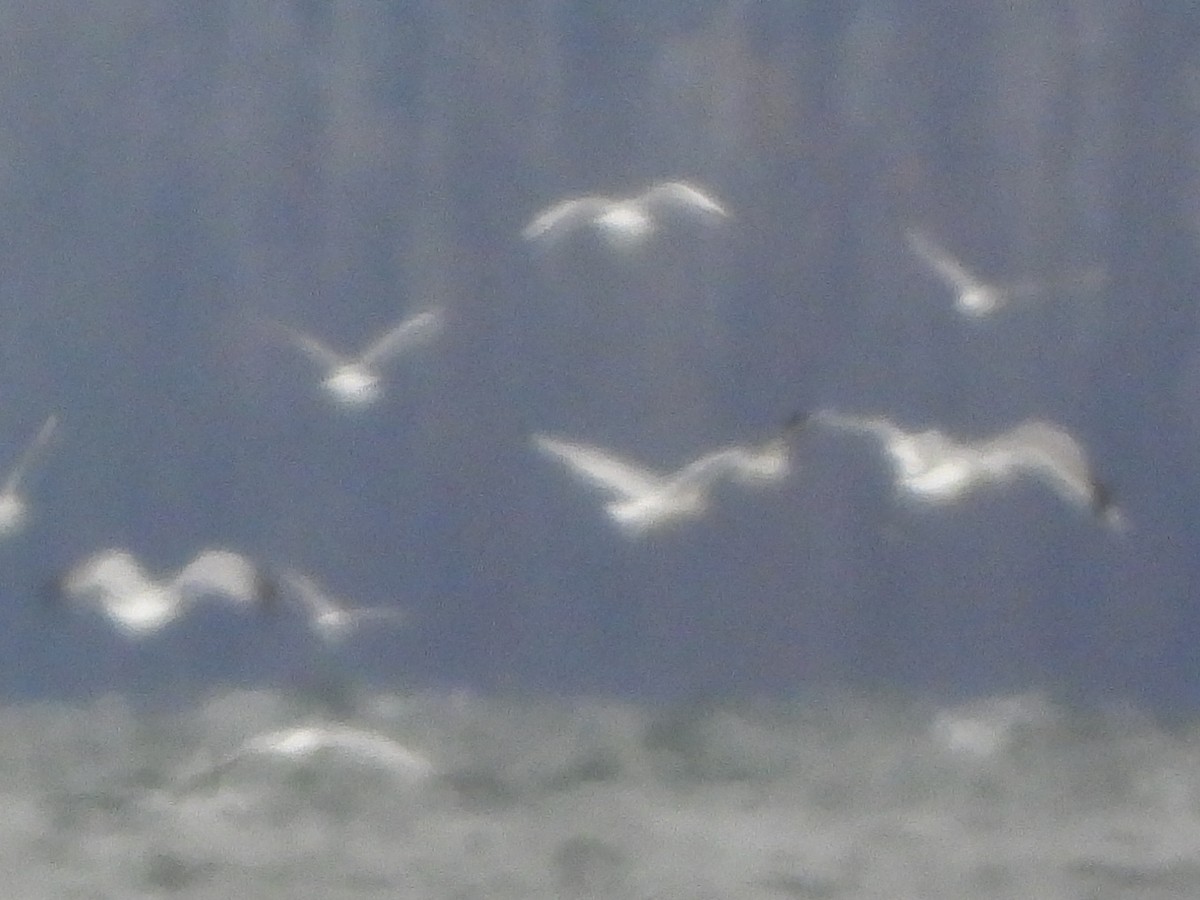 racek Bonapartův - ML644037119