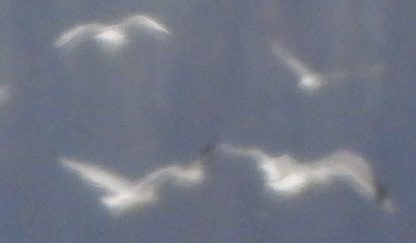 racek Bonapartův - ML644037129