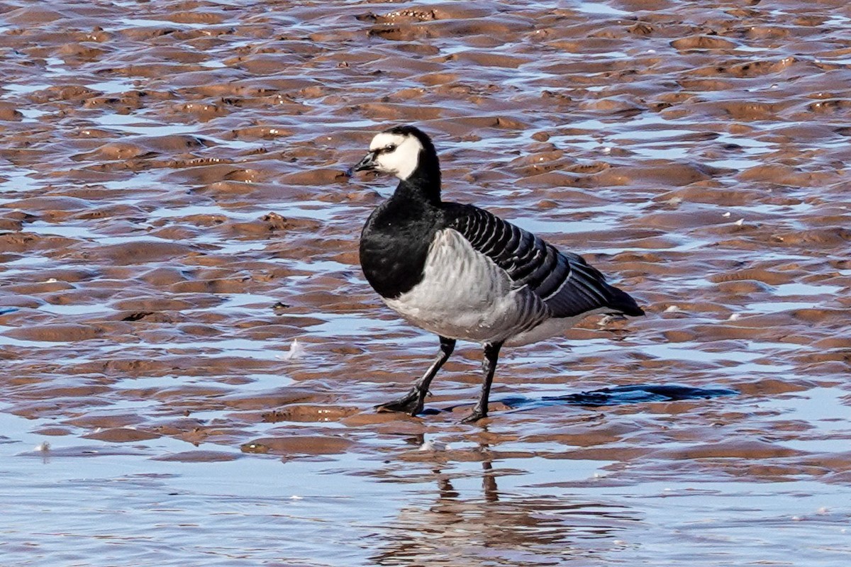Barnacle Goose - ML644037137
