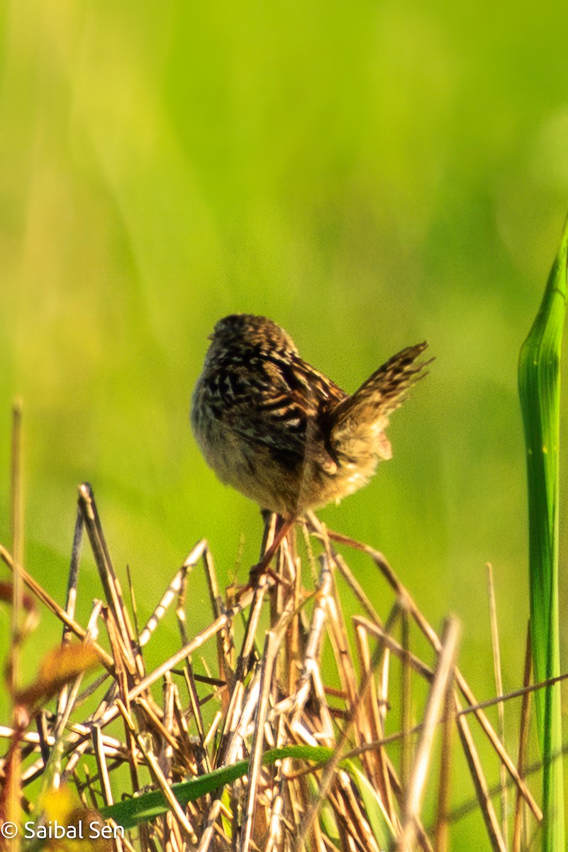 Grass Wren - ML644037150