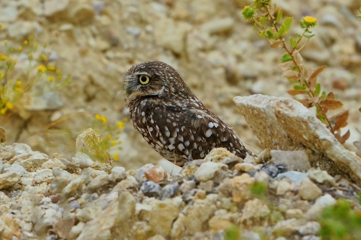 Burrowing Owl - ML644037152