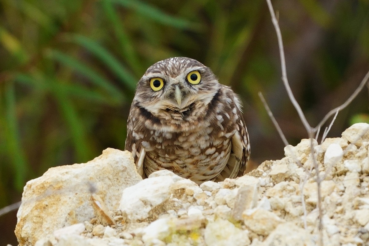 Burrowing Owl - ML644037153