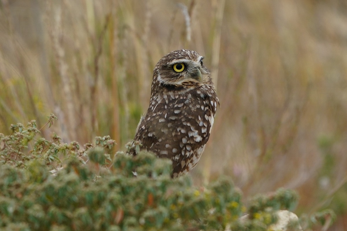 Burrowing Owl - ML644037154