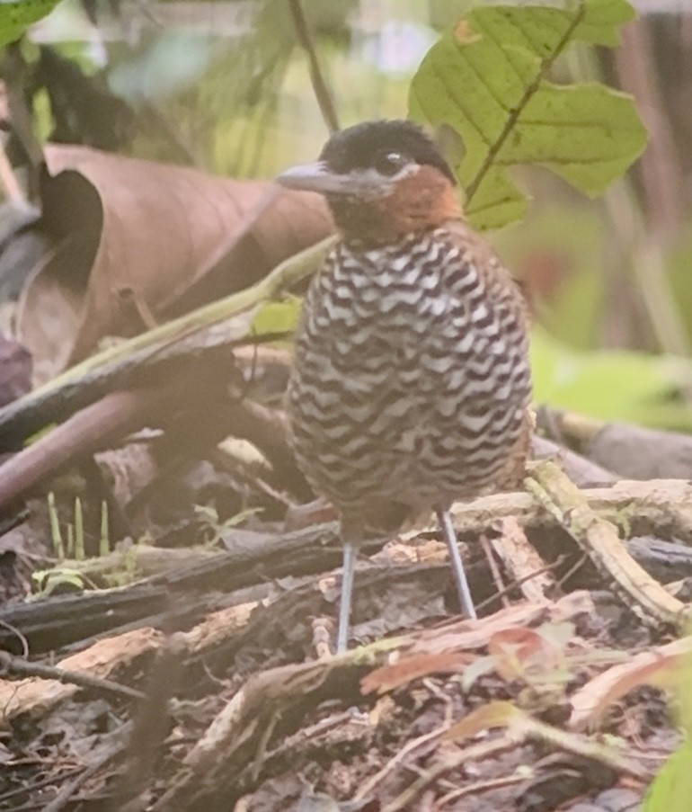 Black-crowned Antpitta - ML644037156