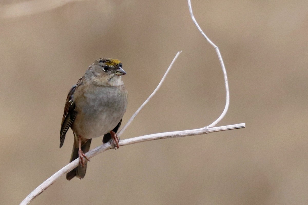 Golden-crowned Sparrow - ML644037157