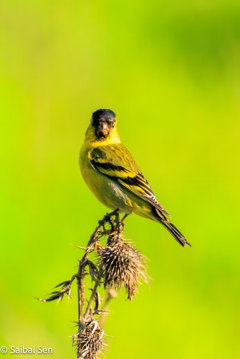 Black-chinned Siskin - ML644037158