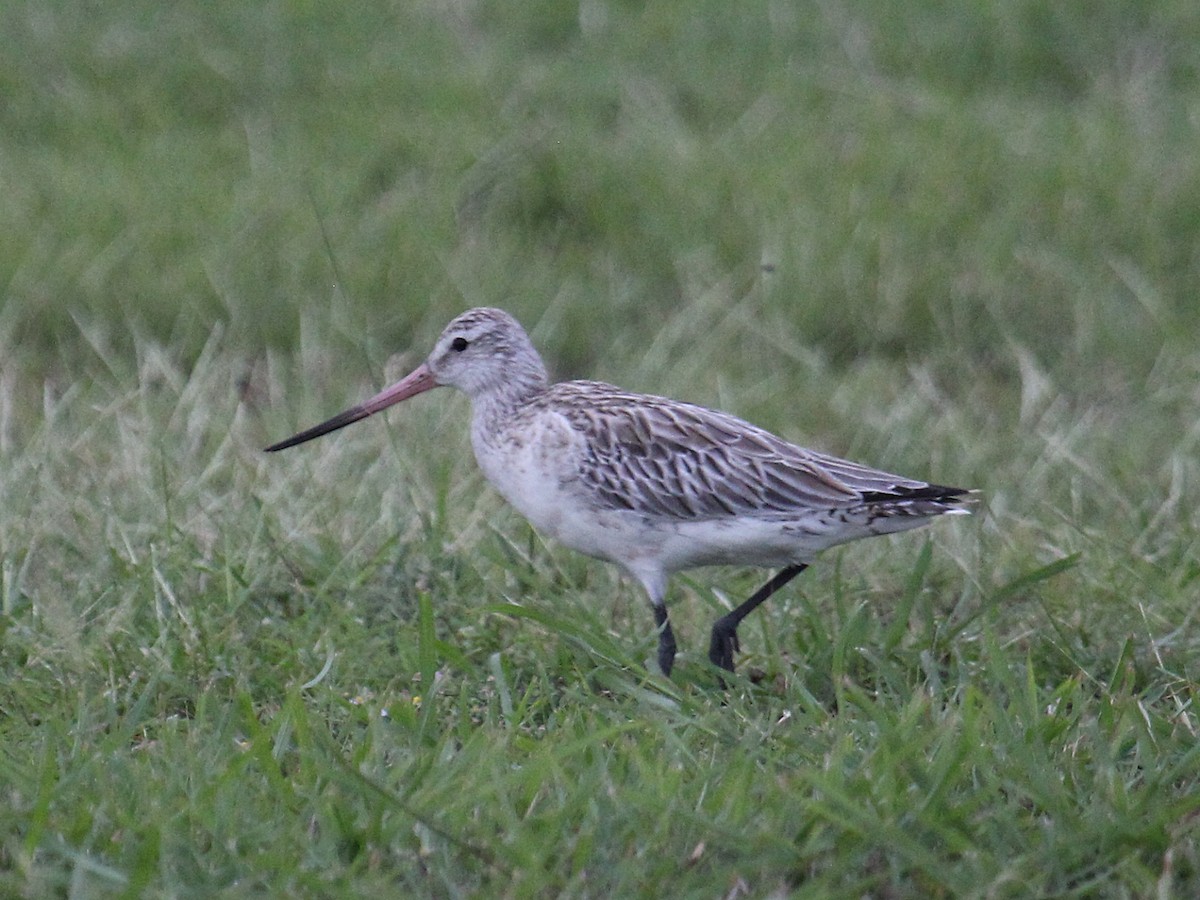 Bar-tailed Godwit (European) - ML644037169