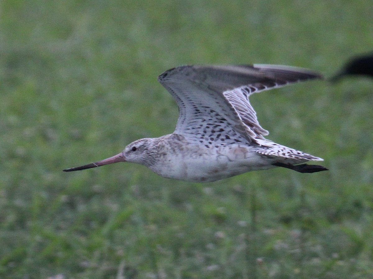 Bar-tailed Godwit (European) - ML644037192