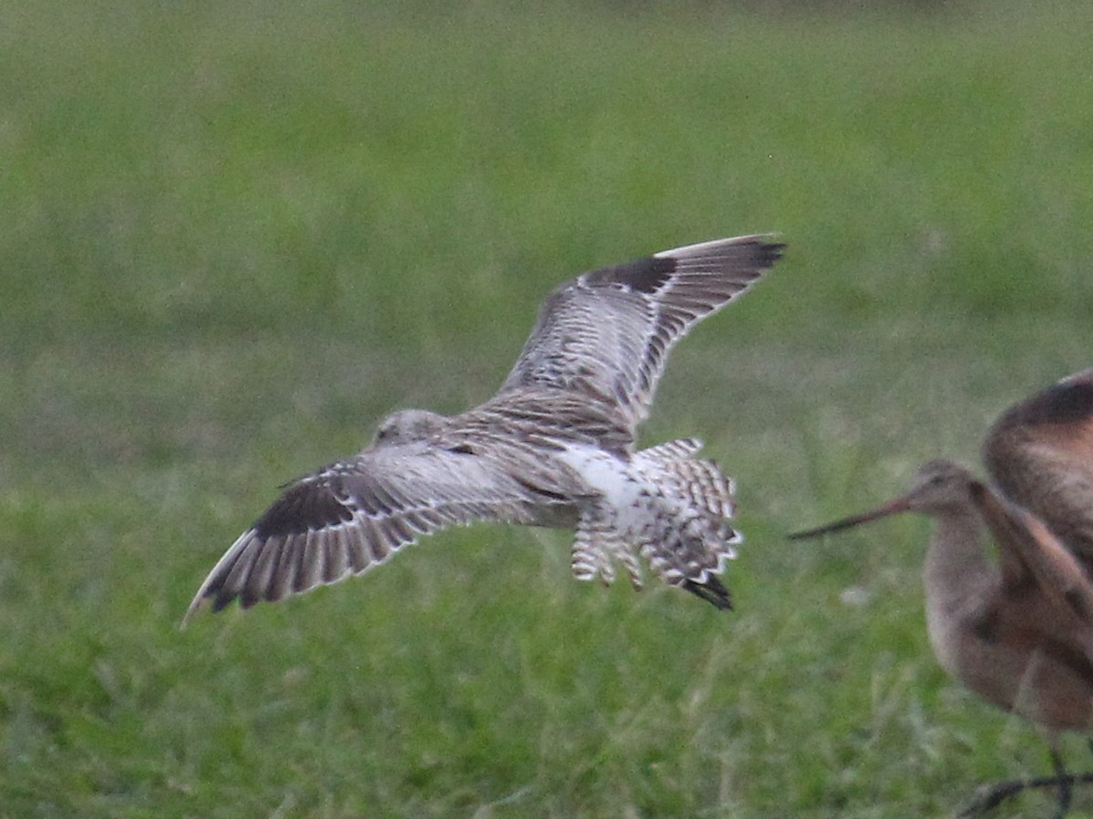 Bar-tailed Godwit (European) - ML644037194
