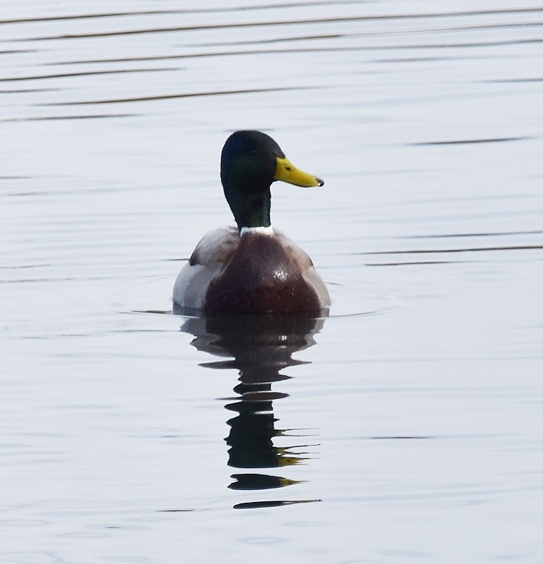 マガモ - ML644037203