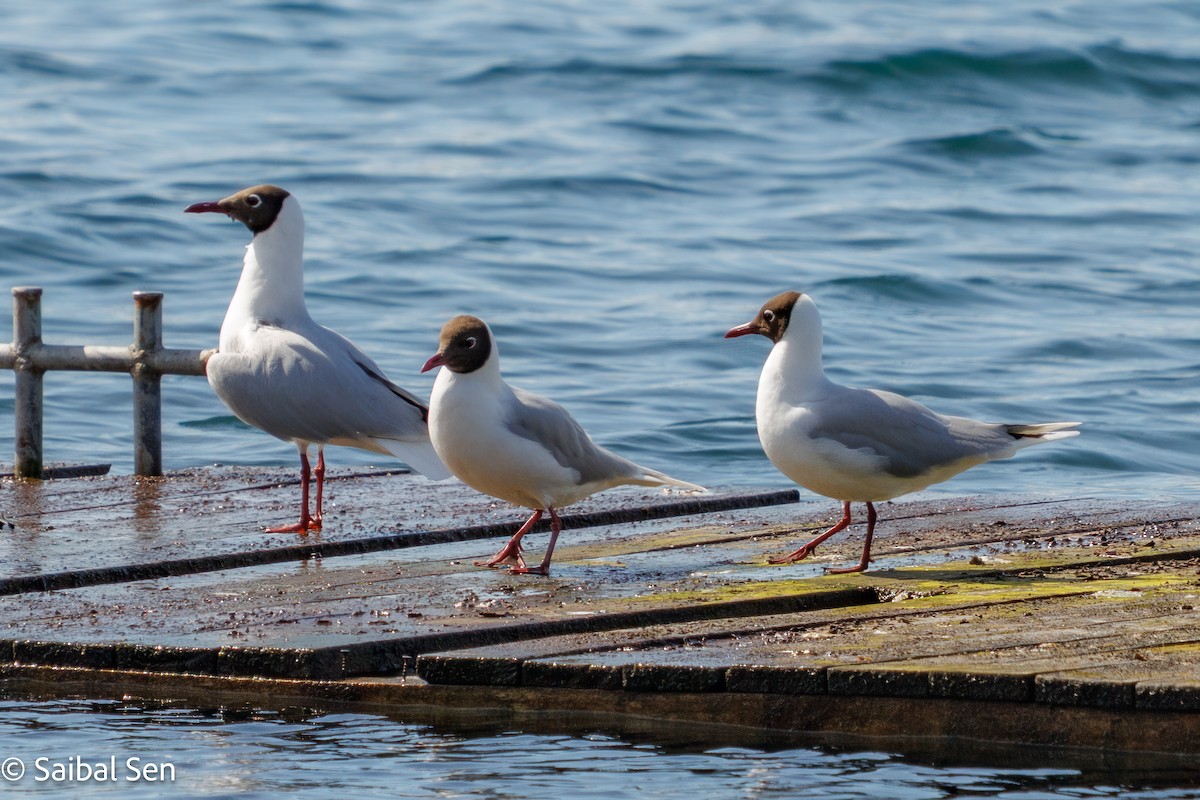 Brown-hooded Gull - ML644037205