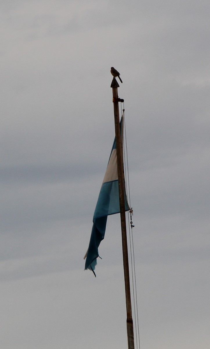 Patagonya Taklitçisi - ML644037206