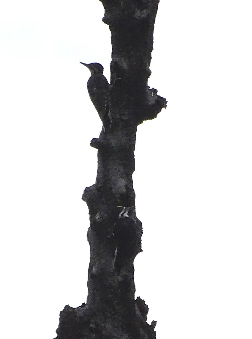 Black-backed Woodpecker - Nancy Overholtz