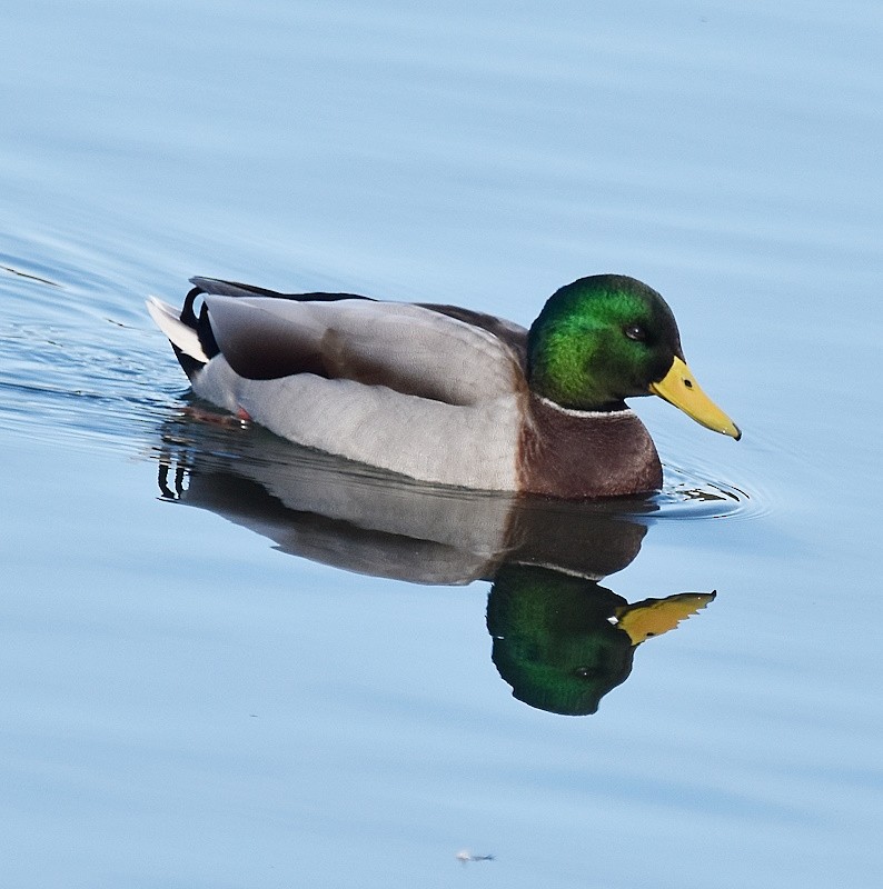 マガモ - ML644037220