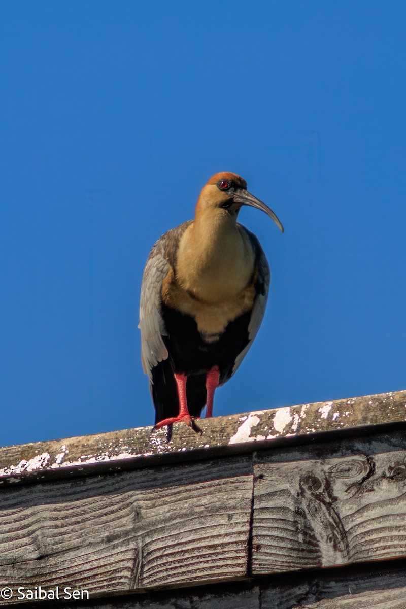 ibis laločnatý - ML644037227