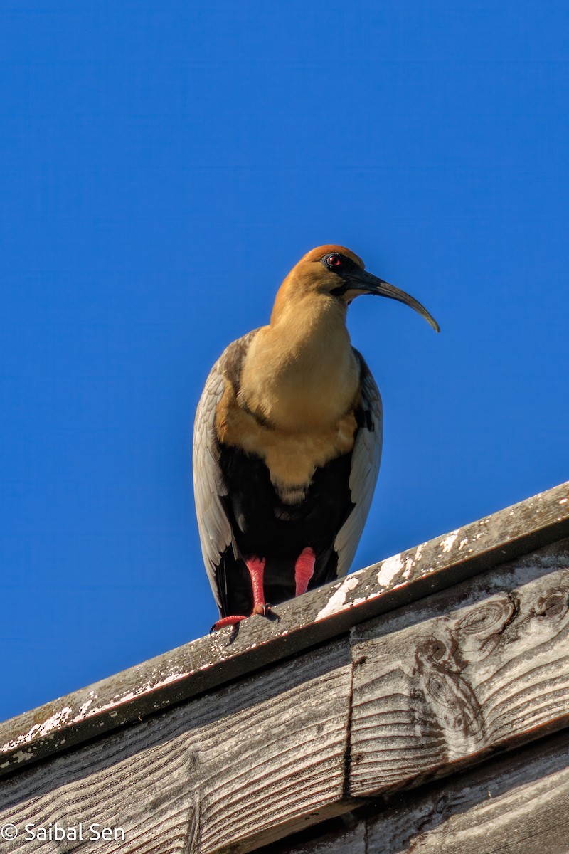 ibis laločnatý - ML644037228