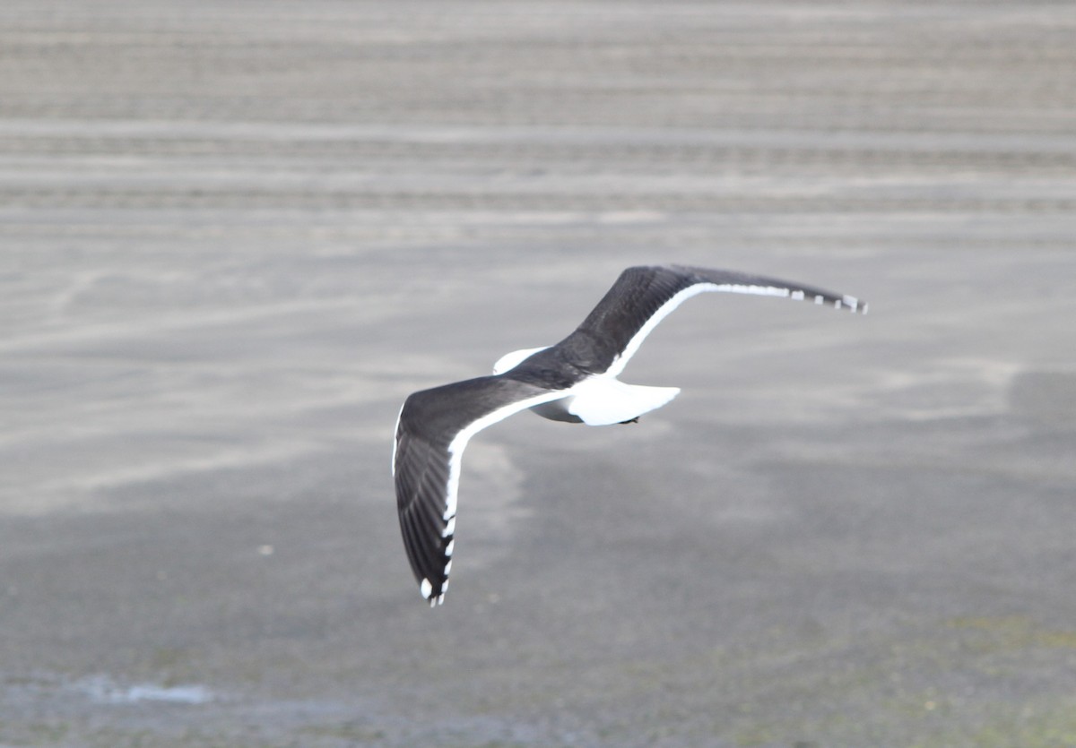 Kelp Gull - ML644037233