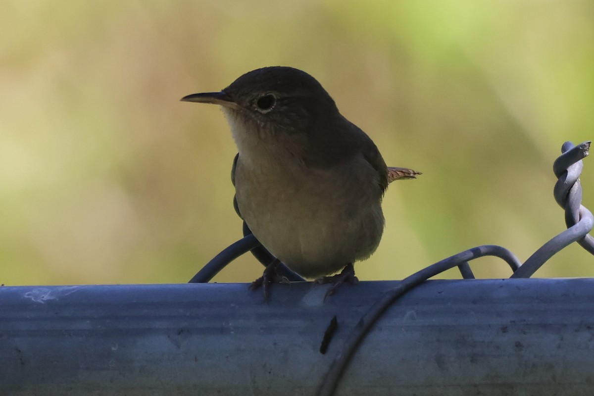 Northern House Wren - ML644037245