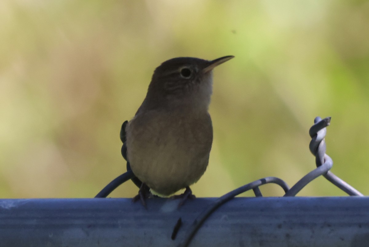 Northern House Wren - ML644037246