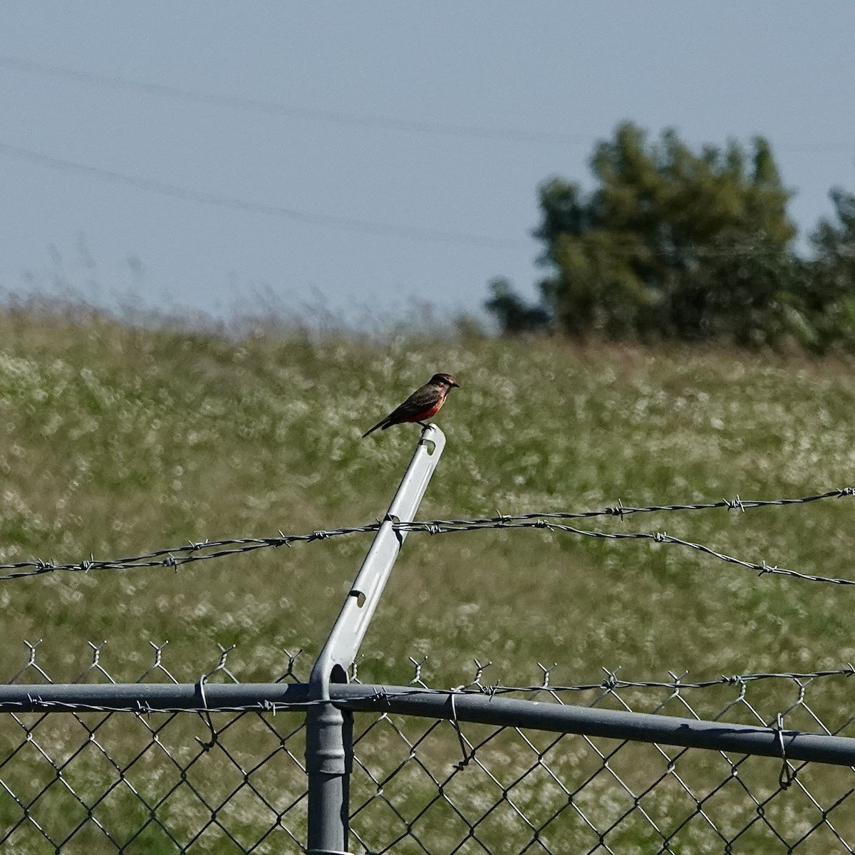 Vermilion Flycatcher - ML644037250