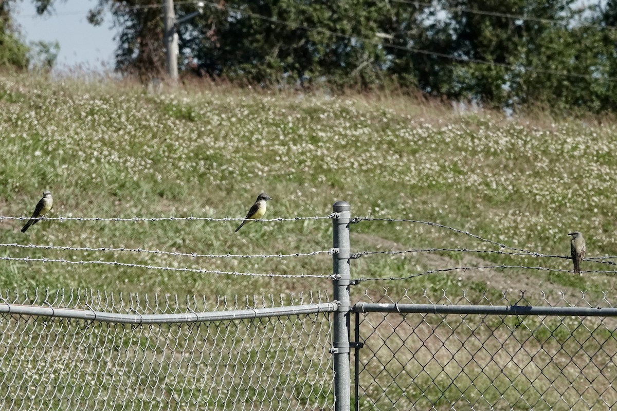 Western Kingbird - ML644037263