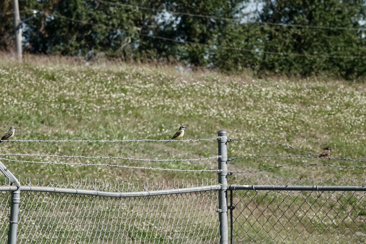 Western Kingbird - ML644037264