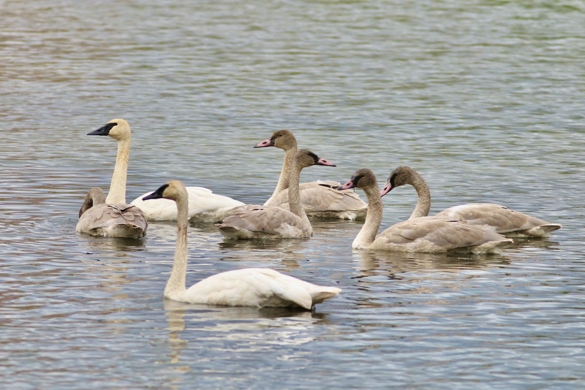 Trumpeter Swan - Sarah Biancaniello