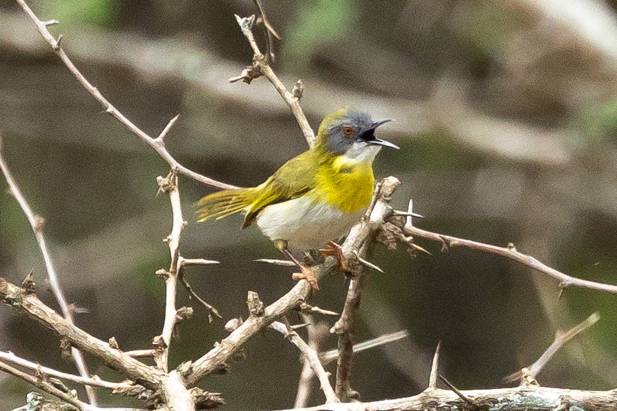 Желтогрудый апалис - ML644037283