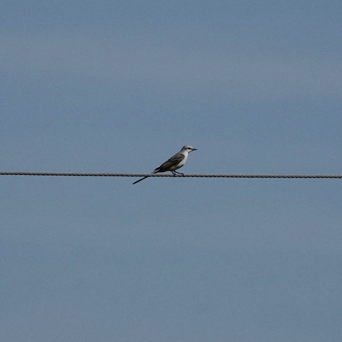 Scissor-tailed Flycatcher - ML644037287